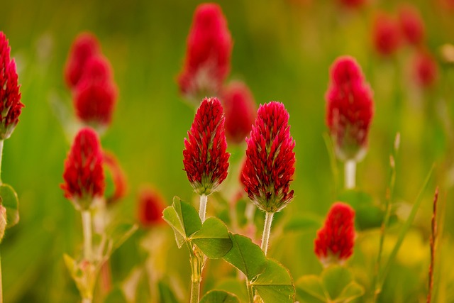 native Irish wildflower strip with foxglove and red clover in a Wicklow garden beside a mown path
