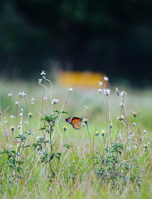 pollinator-friendly border with native wildflowers and a neat mown edge in an Irish garden
